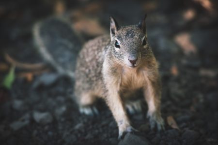 Curious Squirrel