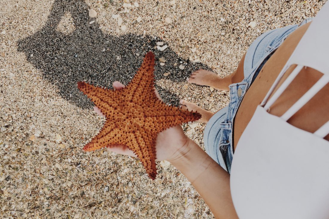 Free stock image of Person Holding Starfish