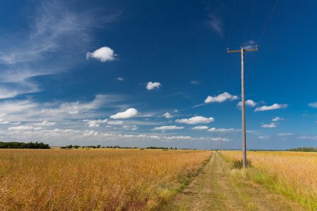 Summer Field