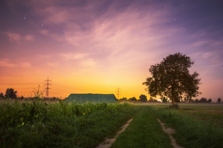 Summer Field at Sunset