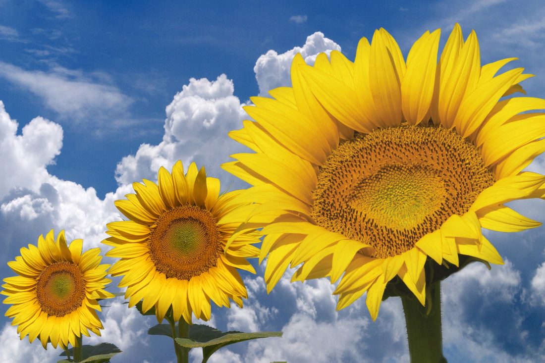 Free stock image of Sunflowers