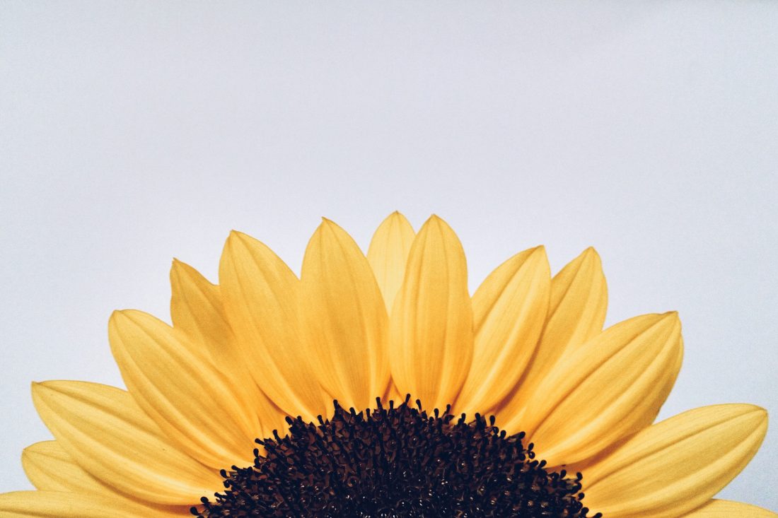 Free stock image of Sunflower