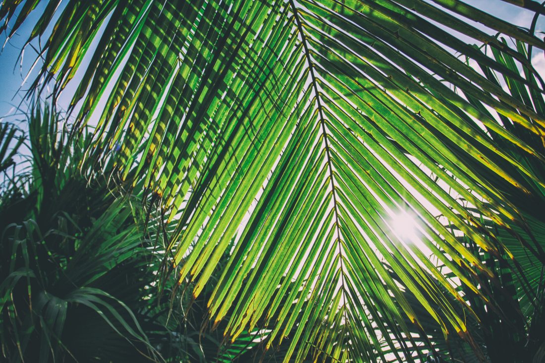 Free stock image of Sunny Palm, Caribbean