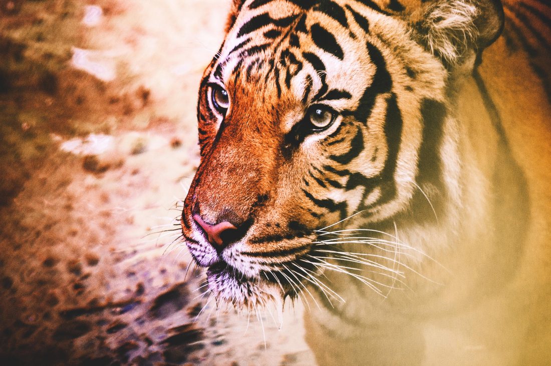 Free stock image of Tiger