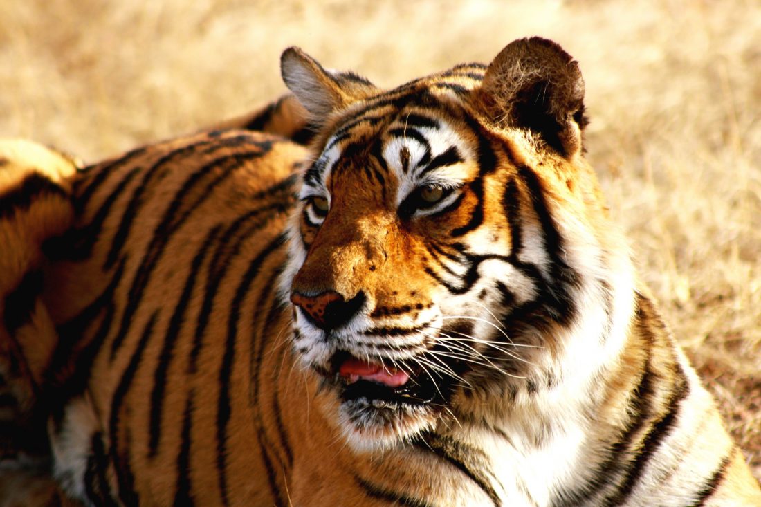 Free stock image of Indian Tiger