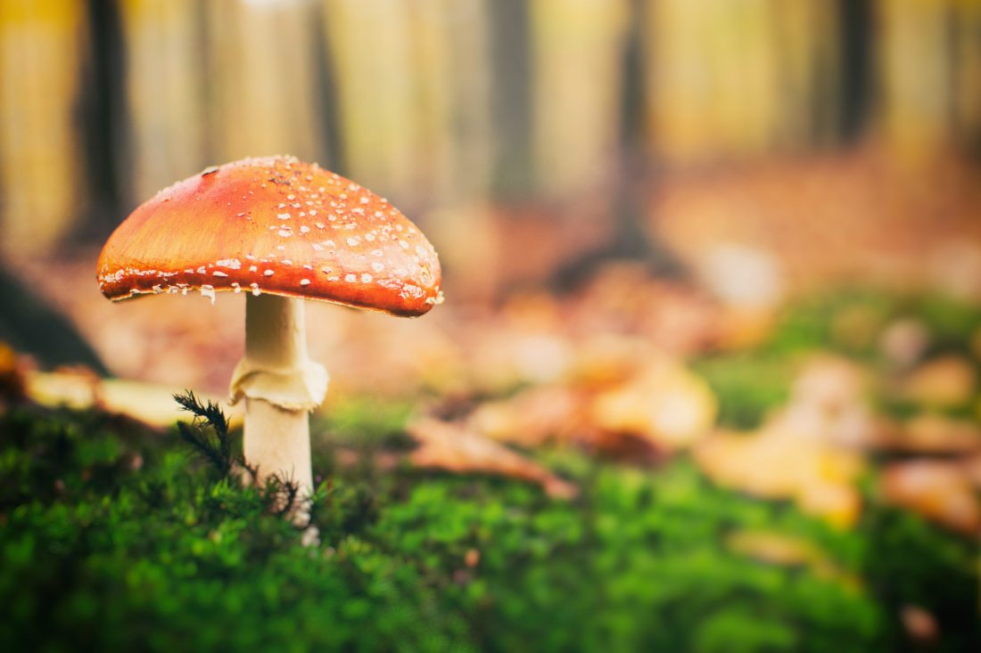 Free stock image of Toadstool in Forest
