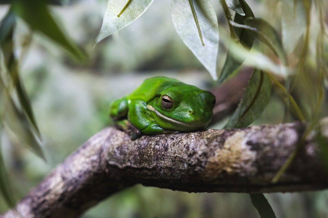 Free stock image of Tree Frog