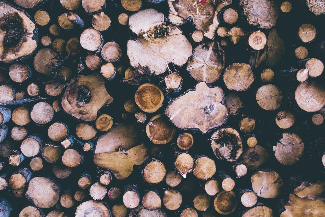 Free stock image of Cut Tree Logs