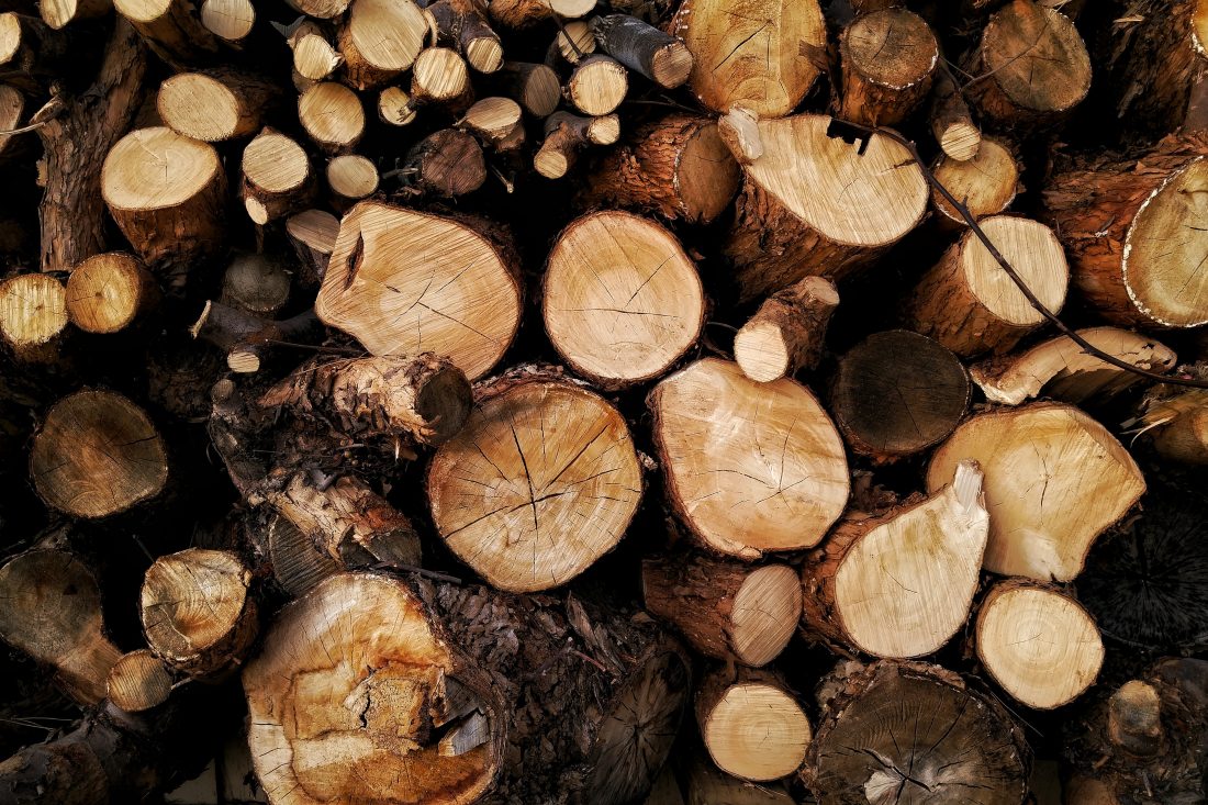 Free stock image of Stacked Tree Logs