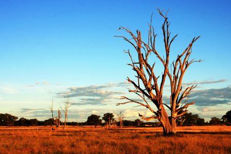 Tree in Australia Outback
