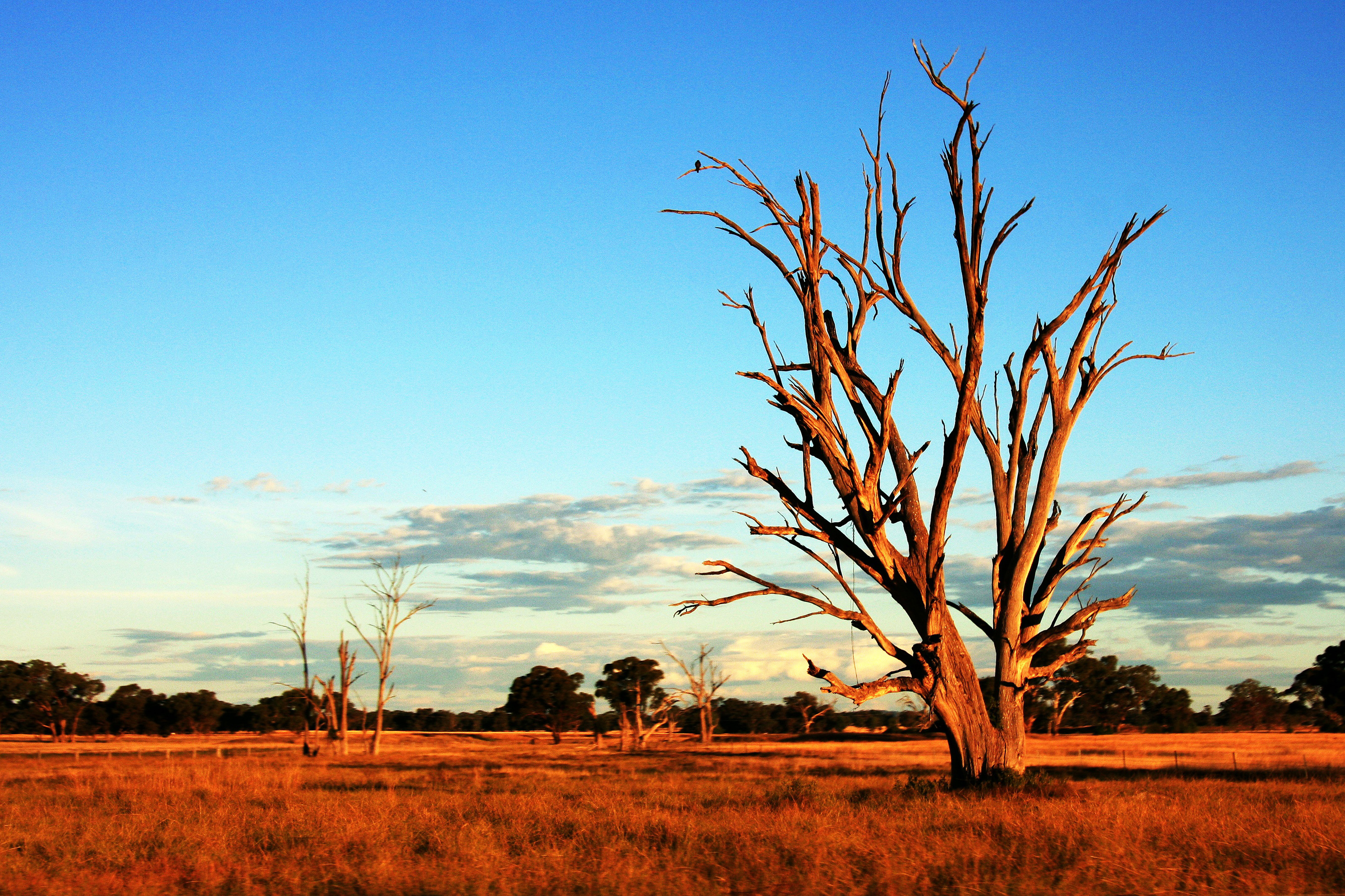 Tree in Australia Outback Royalty-Free Stock Photo and Image