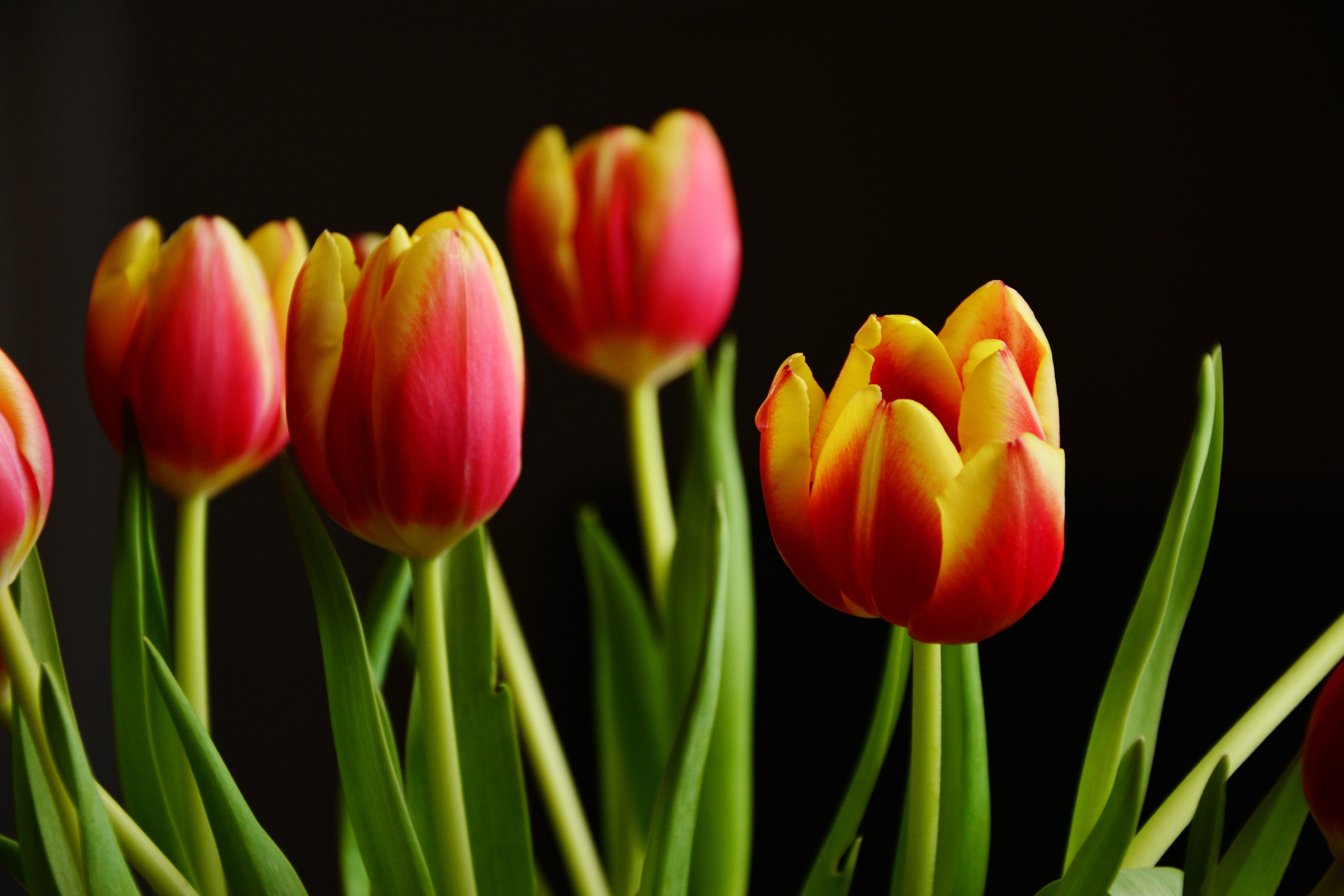Tulip Photos, Download The BEST Free Tulip Stock Photos & HD Images