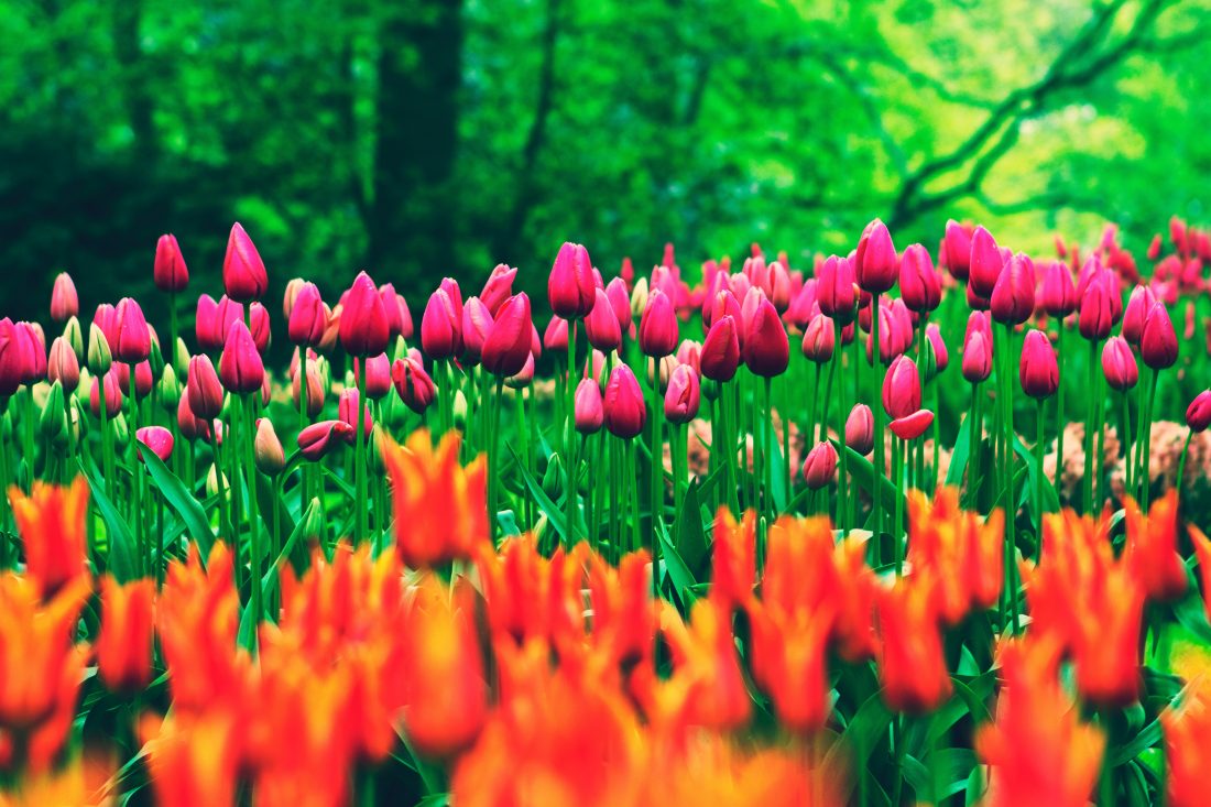 Free stock image of Tulip Flowers In Field