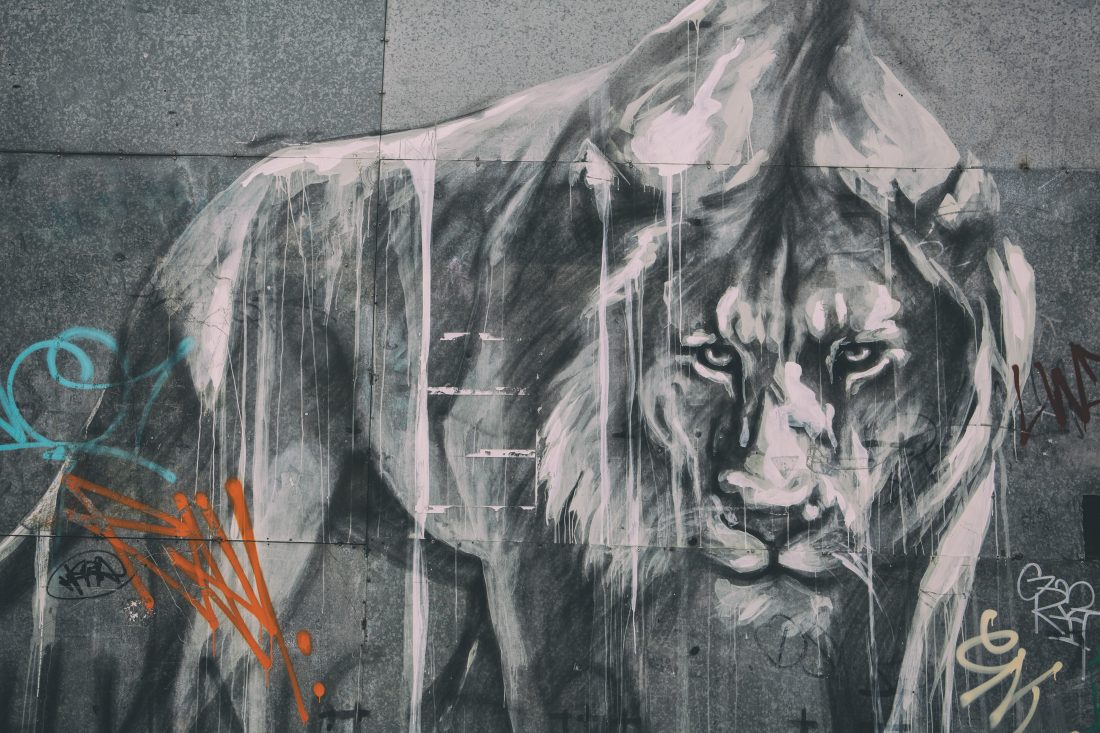 Free stock image of Urban Lion