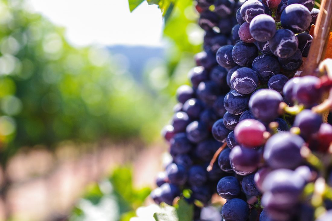 Free stock image of Red Grapes in Vineyard