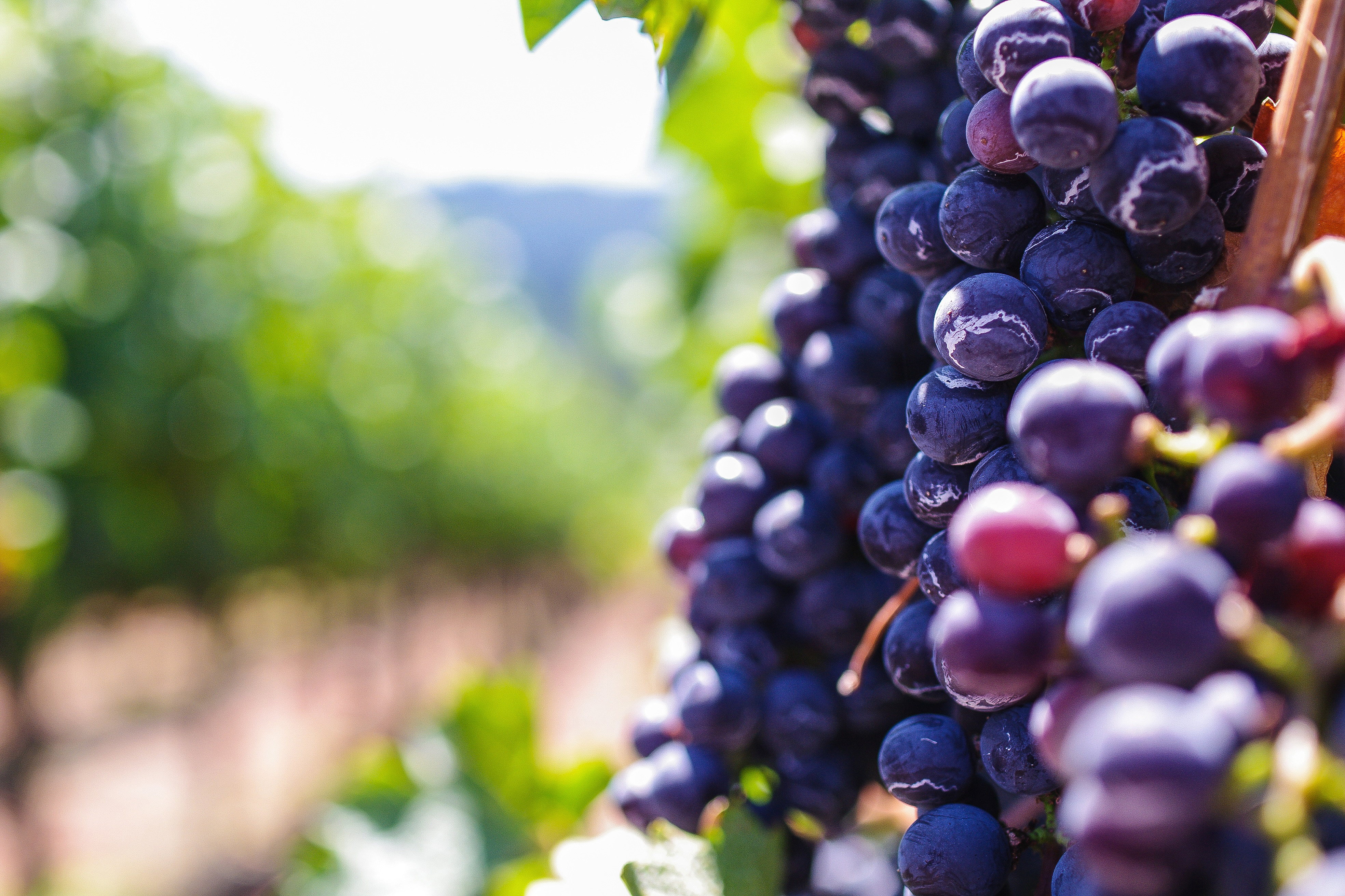 Red Grapes in Vineyard Royalty-Free Stock Photo
