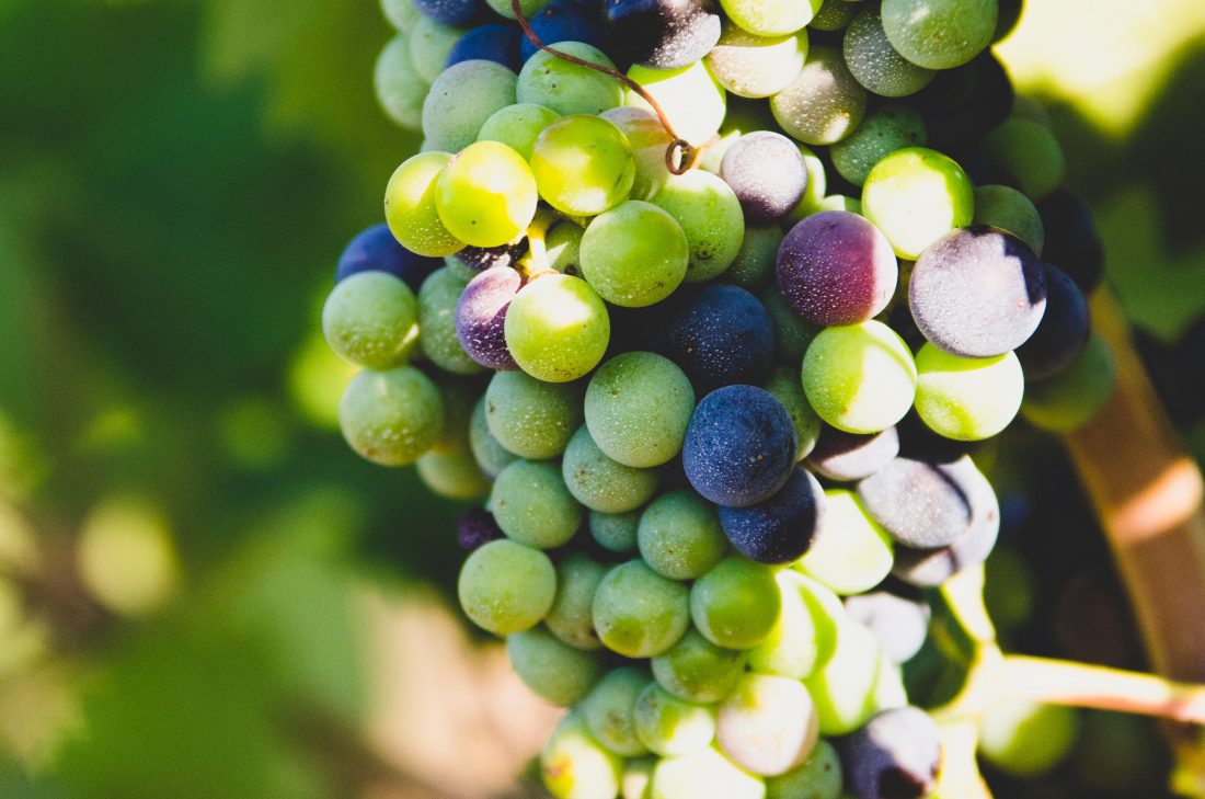 Free stock image of Vineyard Grapes
