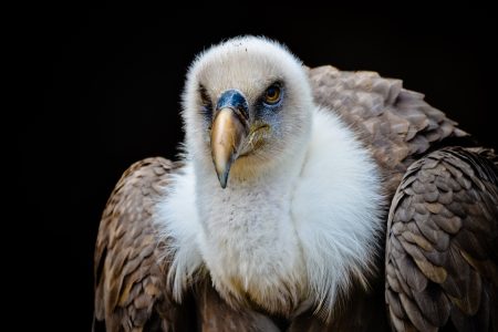 Vulture Bird