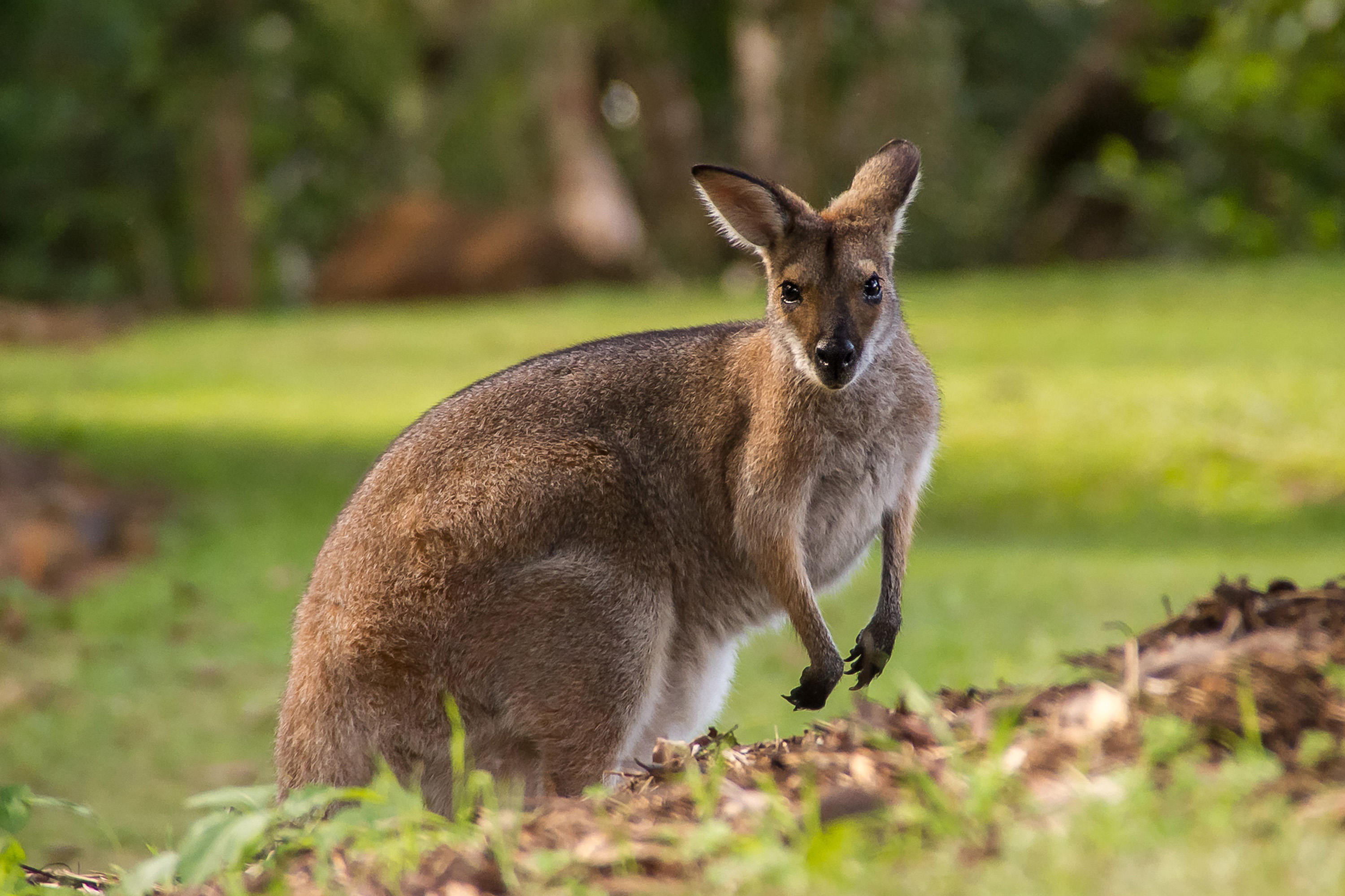 Wallaby in Australia Royalty-Free Stock Photo
