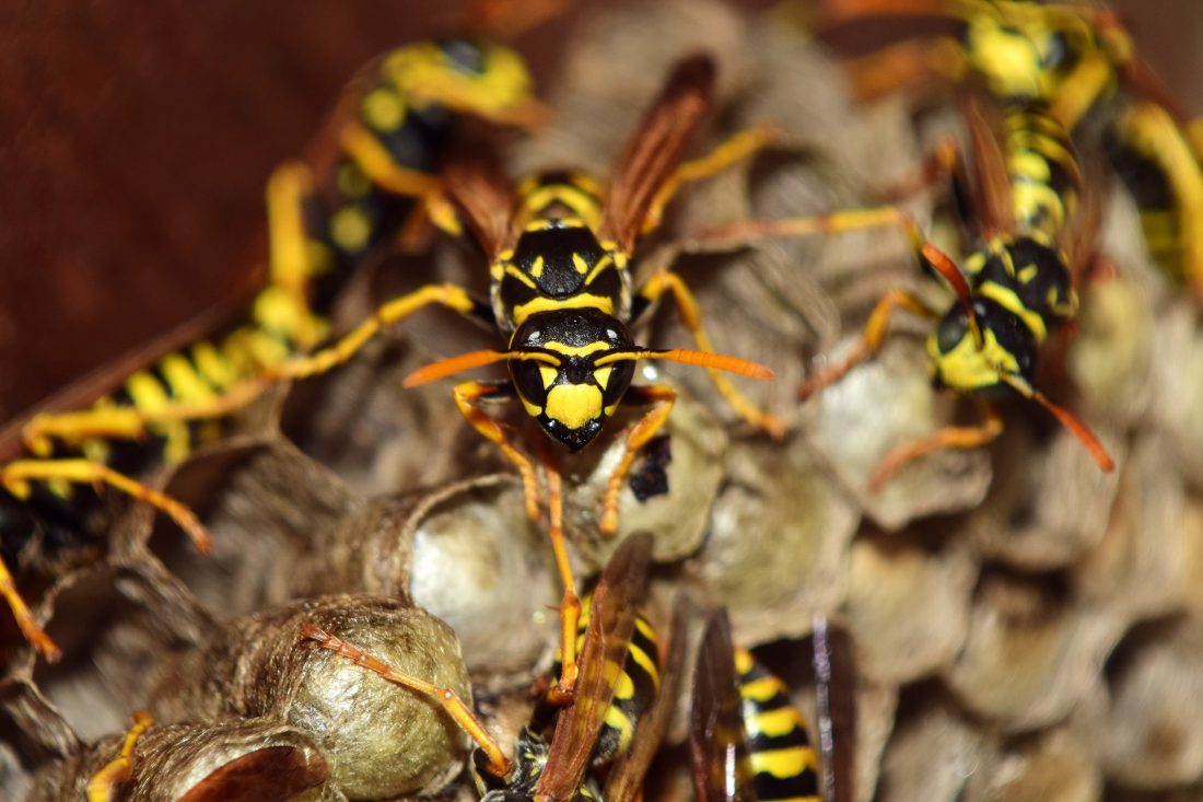 Free stock image of Wasps Nest