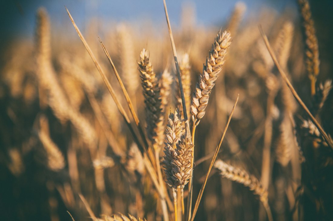 Free stock image of Wheat Field