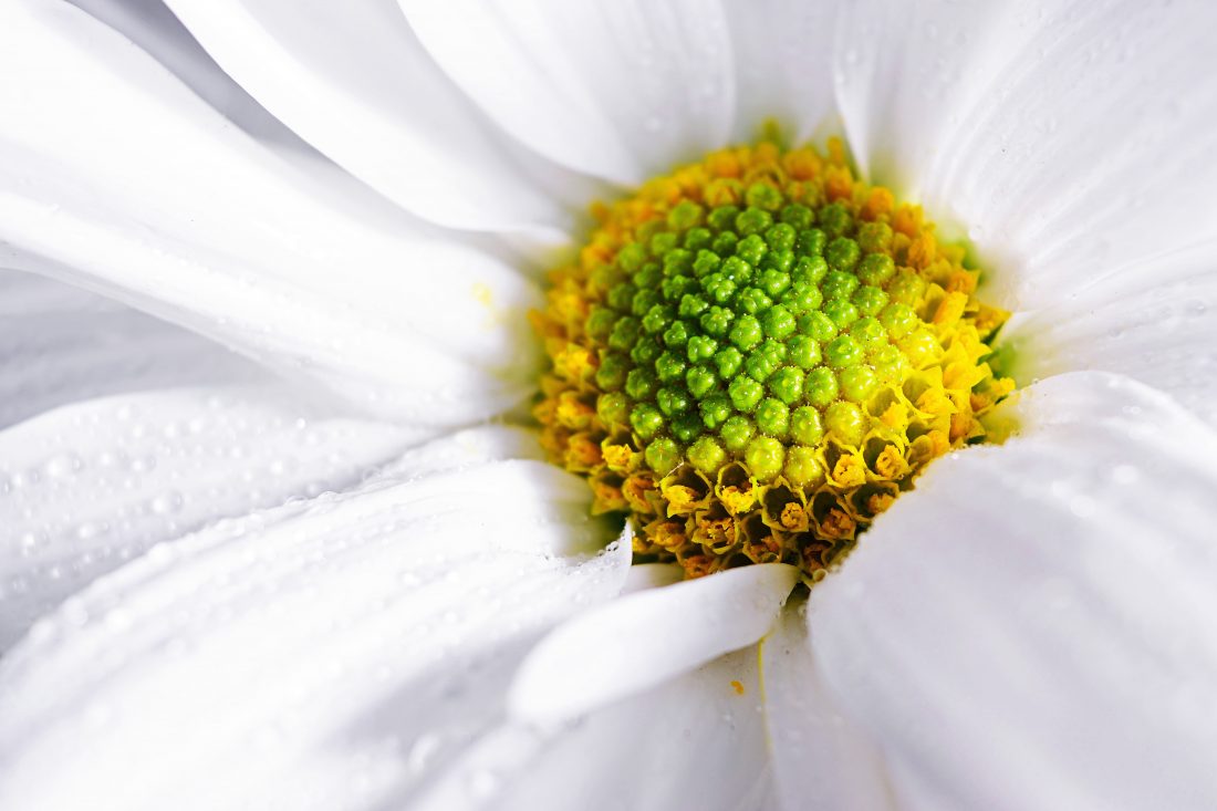 Free stock image of White Flower Macro