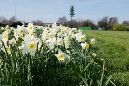 White Flowers in Spring