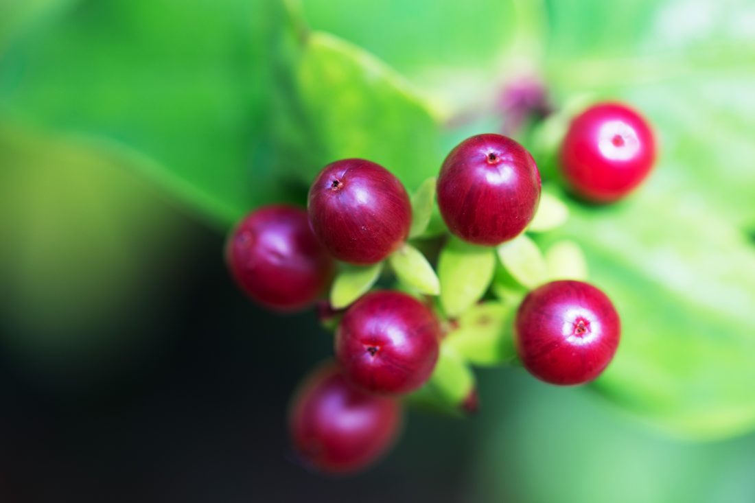 Free stock image of Wild Berries
