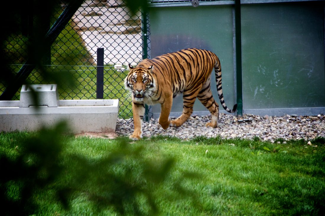 Free stock image of Wildlife Tiger