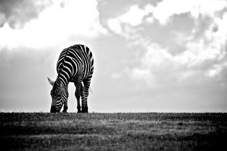 Wildlife Zebra Eating Black White