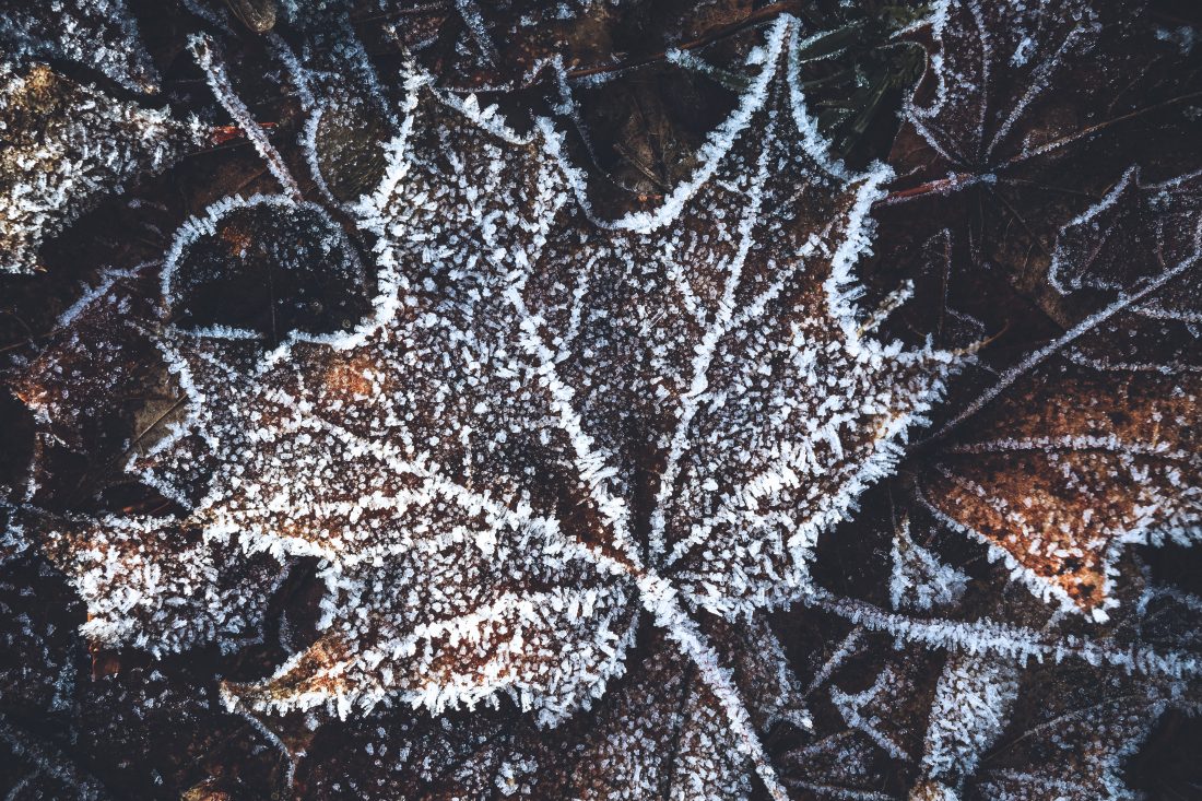 Free stock image of Winter Leaf