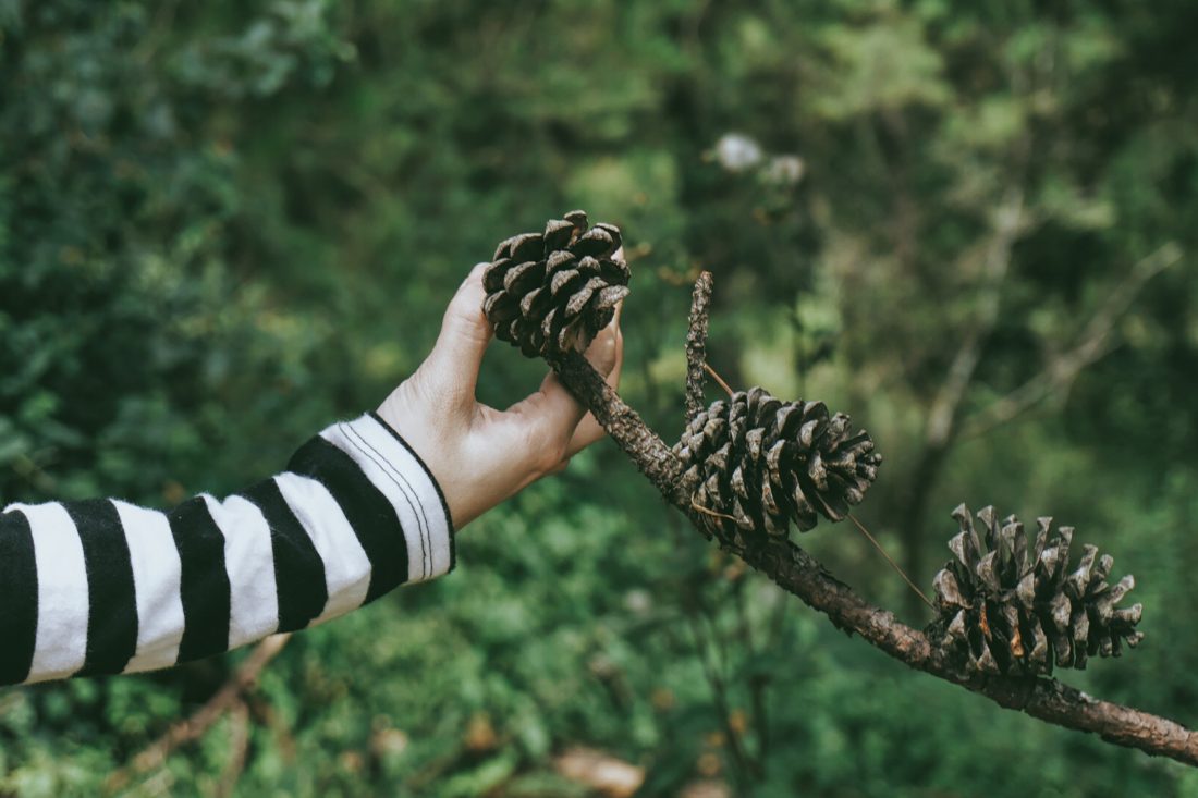 Free stock image of Woman Holding Tree Cone
