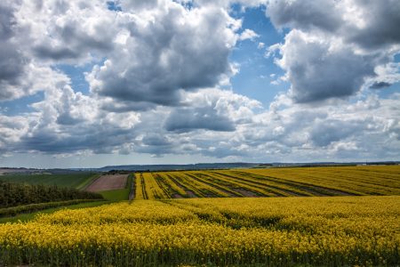 Yellow Field