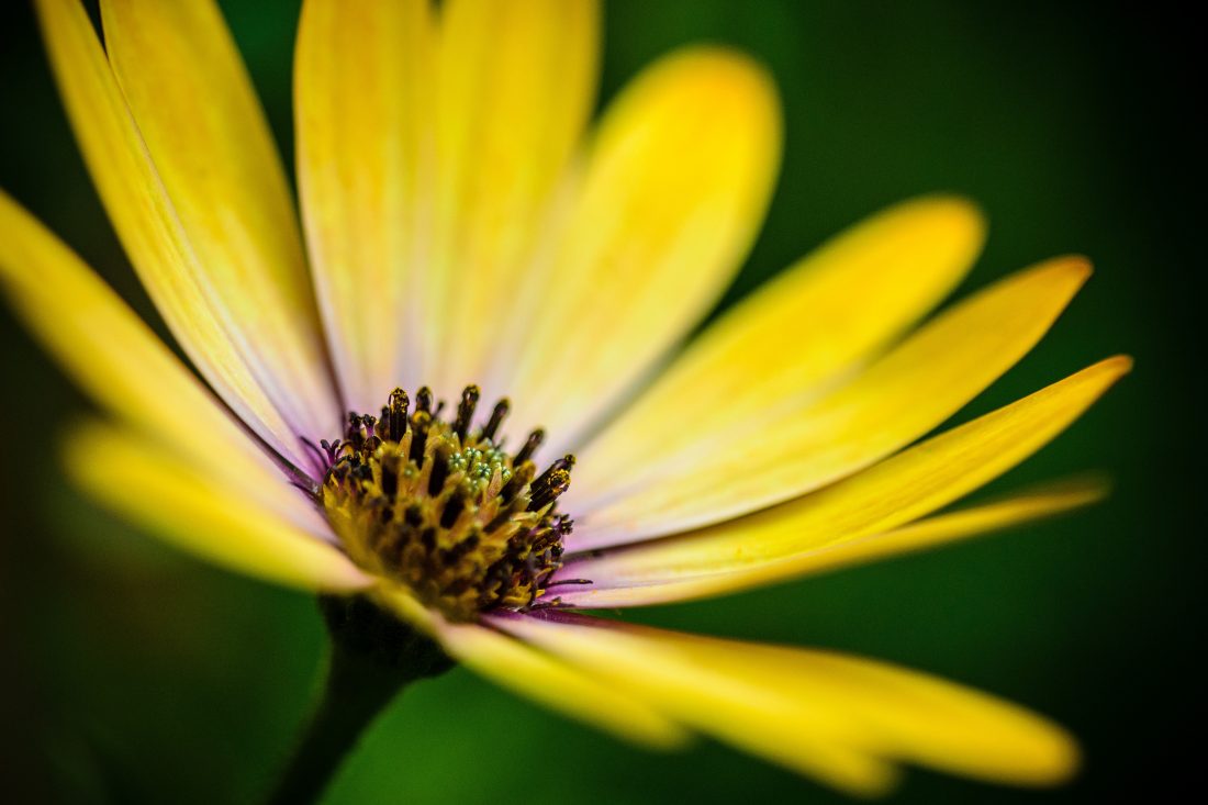 Free stock image of Yellow Flower Details