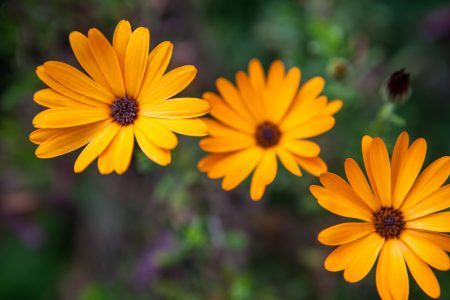 Yellow Flowers