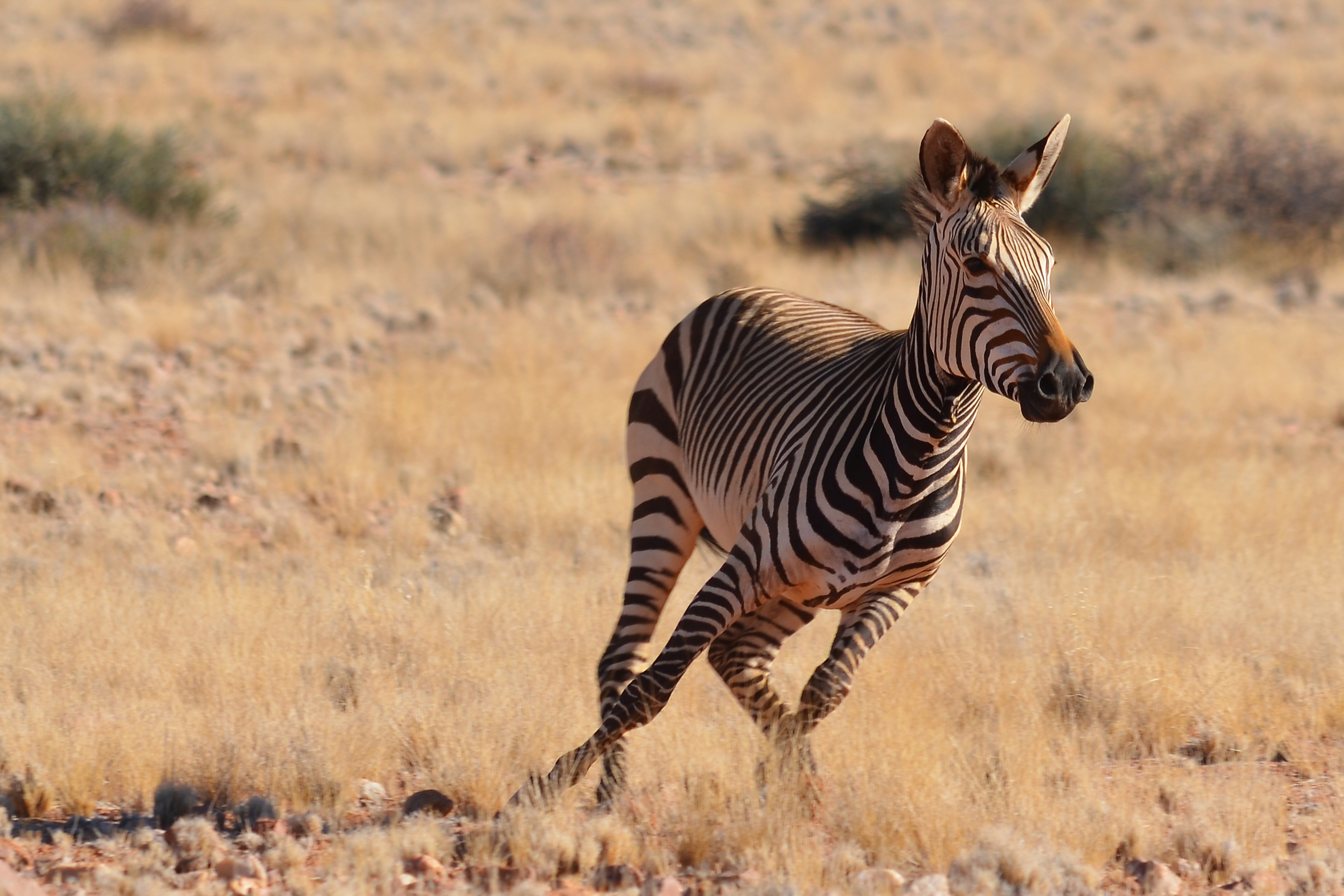 Zebra In Africa Royalty-Free Stock Photo