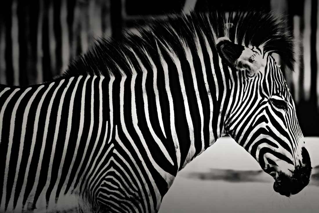 Free stock image of Zebra