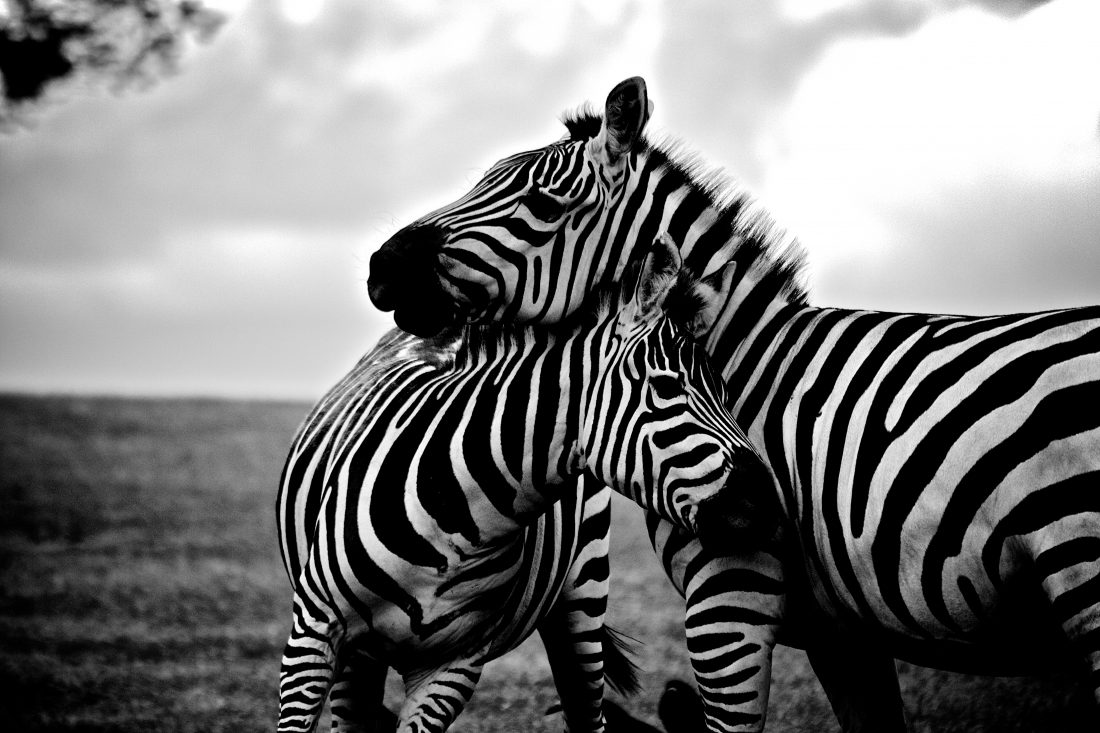 Free stock image of Zebra Mother and Child