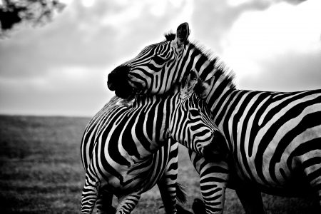 Zebra Mother and Child