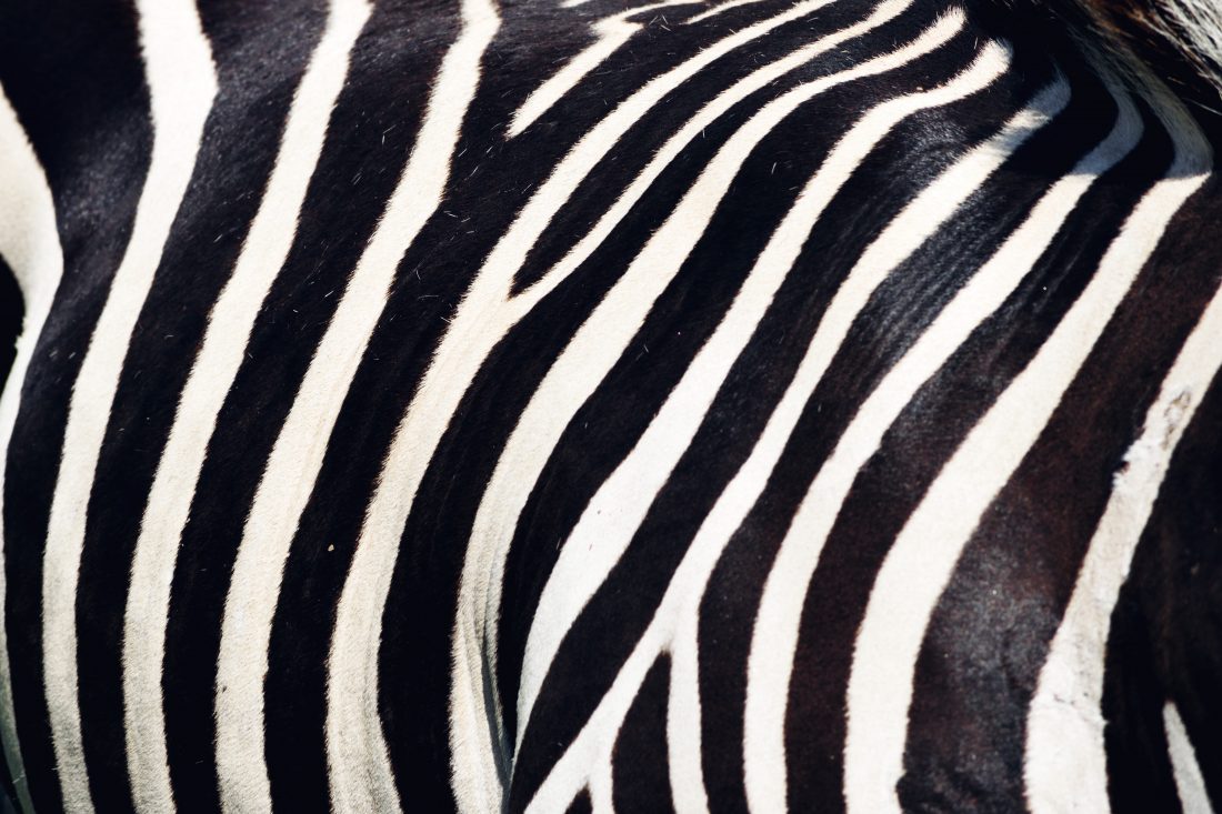 Free stock image of Zebra Stripes
