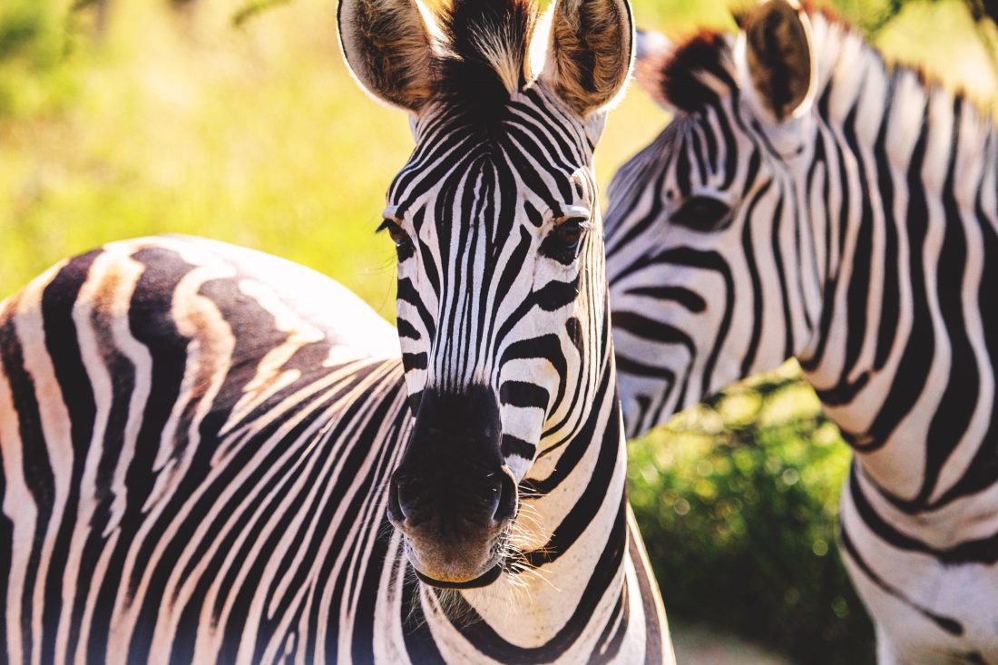 Free stock image of Zebras