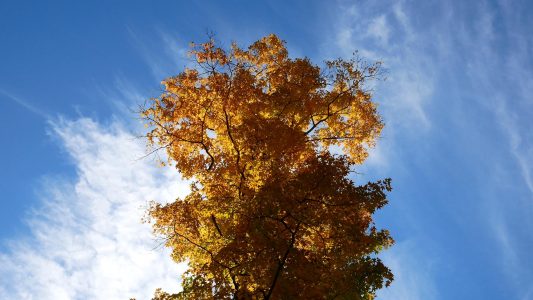 Maple Tree Clouds