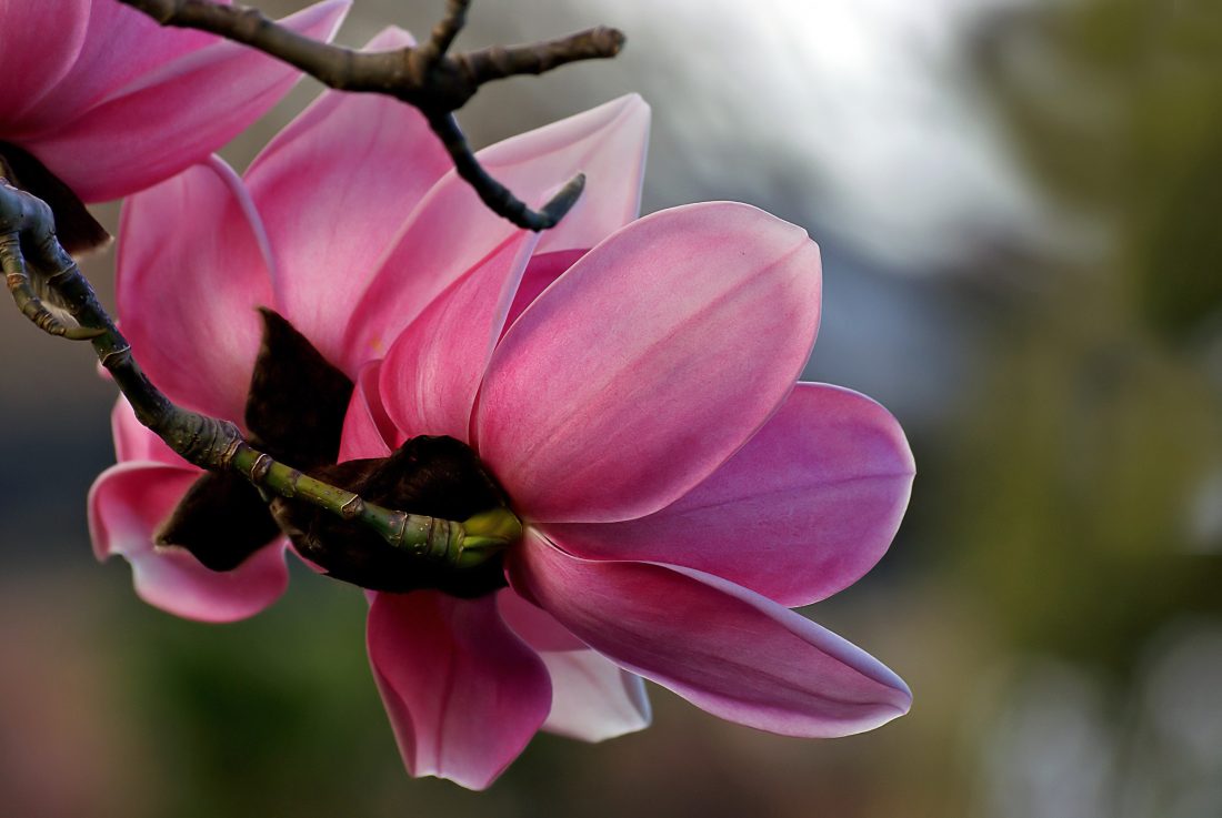 Free stock image of Beautiful Pink Flower