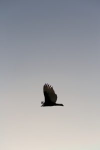 Bird Flying in a Clear Sky