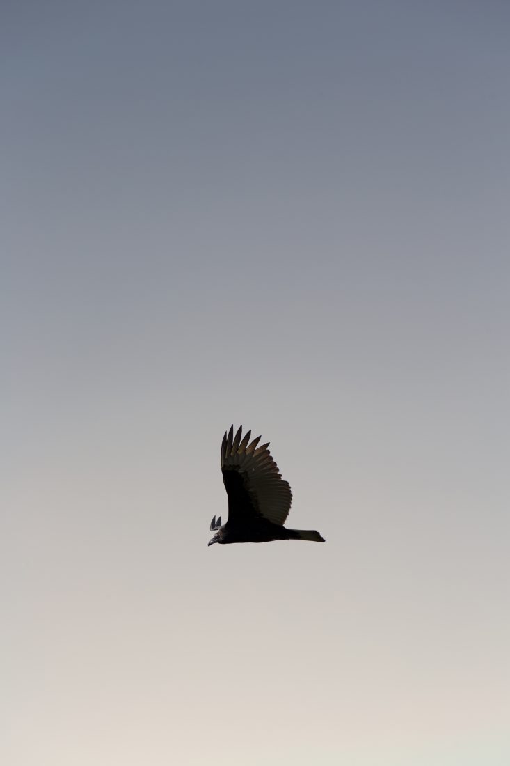Free stock image of Bird Flying in a Clear Sky