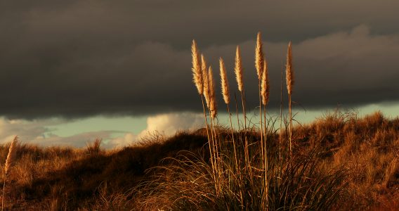 Grass and a Dark Sky