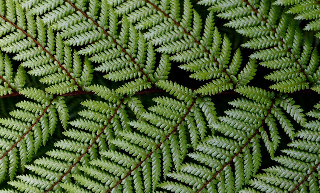 Free stock image of Fresh Green Ferns