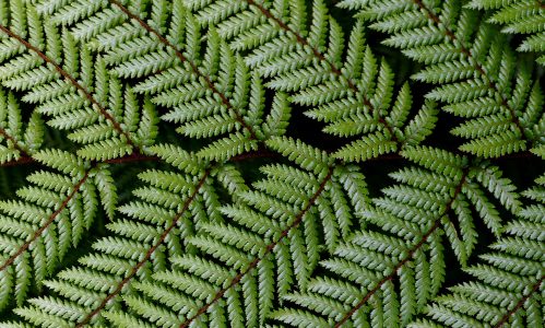 Fresh Green Ferns