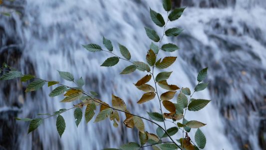 Tree Branch Waterfall