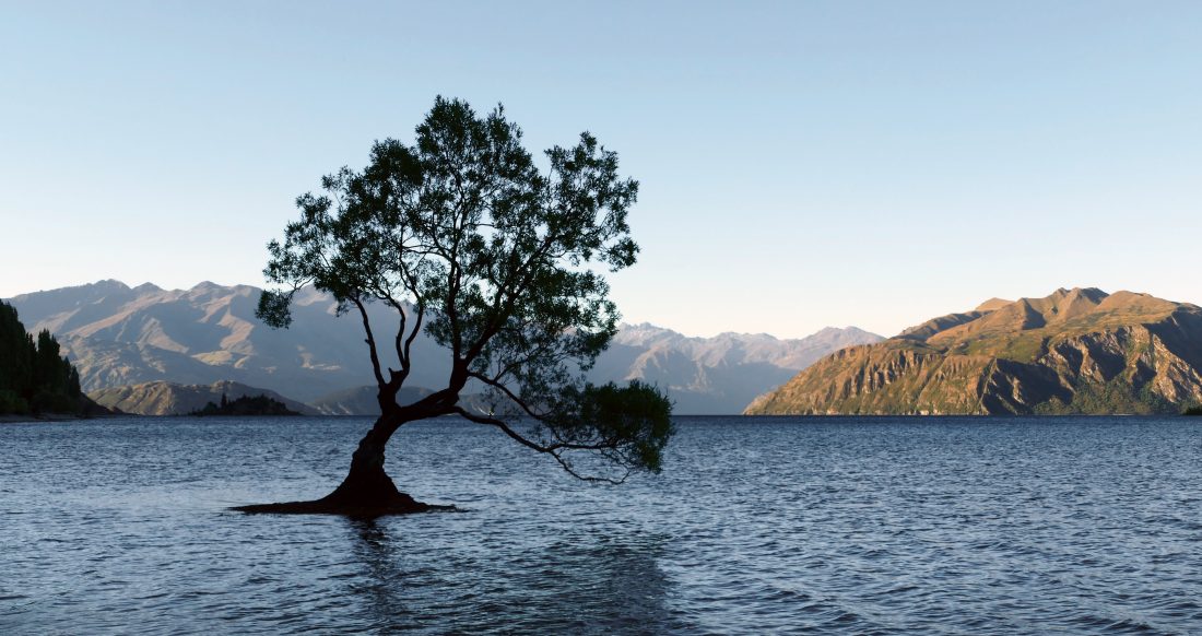 Free stock image of Lone Water Tree